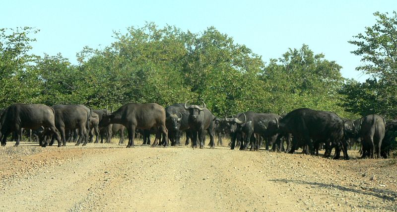 JAR 121_buv.JPG - Zde nám do cesty napochodovalo stádo buvolů. Po nějaké době nás přestalo bavit čekat. Tudíž jsme zkusili stádem projet. Když jsme od nich byli asi 3 m, naběhlo proti nám několik největších samců. Hlavy sklonili k zemi a připraveni k útoku. Pohotově jsme pochopili jejich úmysl a nečekaně rychle jsme zacouvali zpět na uctivou vzdálenost.